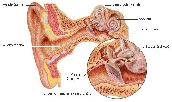 ear_parts