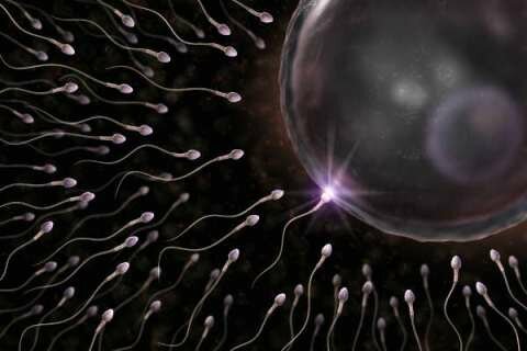 sperm-fertilizing-an-egg